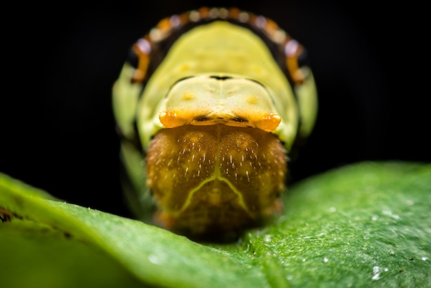 Photo big green worm on the green leaf