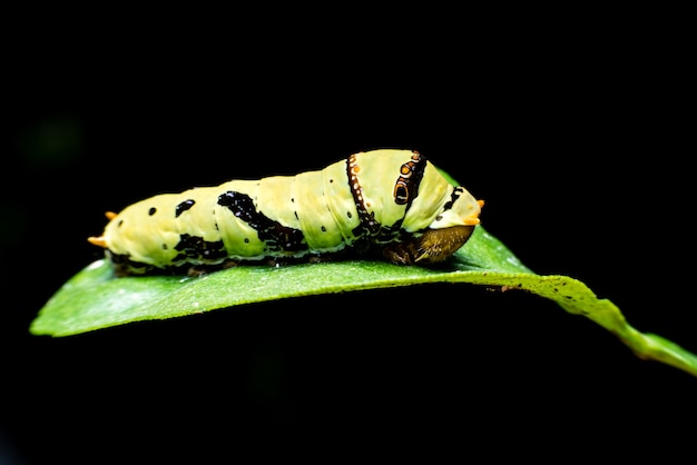 Photo big green worm on the green leaf