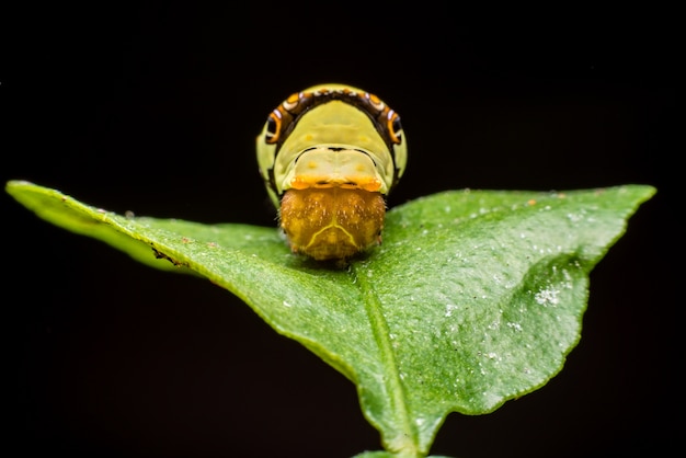 写真 緑の葉に大きな緑のワーム