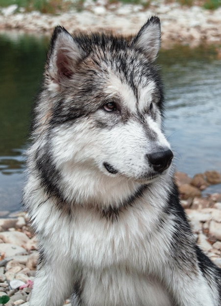 大きな灰色のアラスカンマラミュート。大型サラブレッド犬の肖像画。