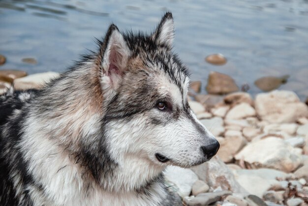 大きな灰色のアラスカンマラミュート。大型サラブレッド犬の肖像画。