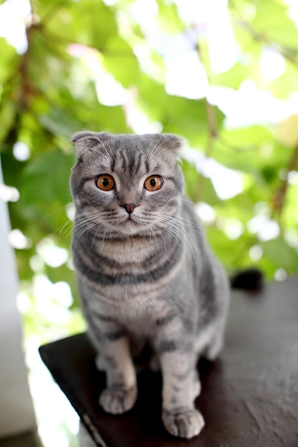 屋外の大きな灰色の英国の猫