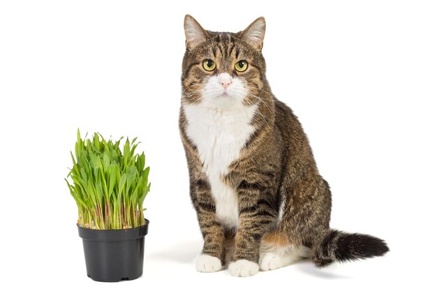 Big grey cat and cat grass in a pot