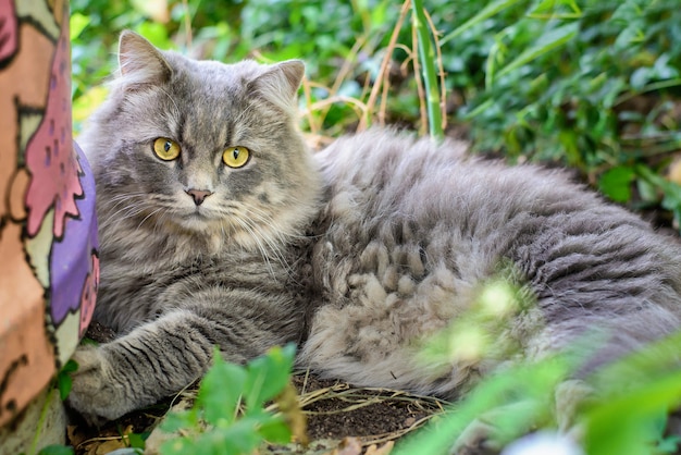 Big grey cat lying in the garden