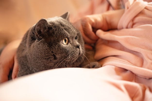 Big grey cat sits on sofa golden luxury bed cosy home pet\
fluffy domestic grey shorthair