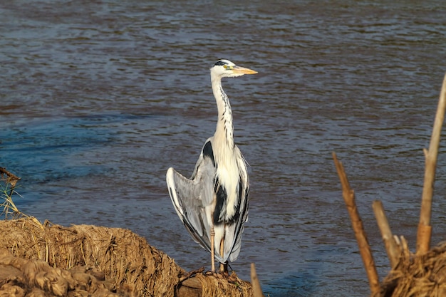 Big grey heron near shore of river. Tanzania, Africa