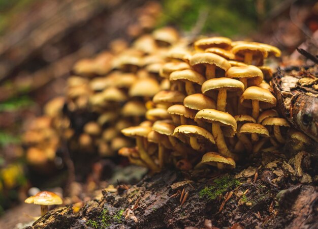 Foto grande gruppo di funghi flammulina velutipes che crescono accanto al tronco di un albero morto nella foresta