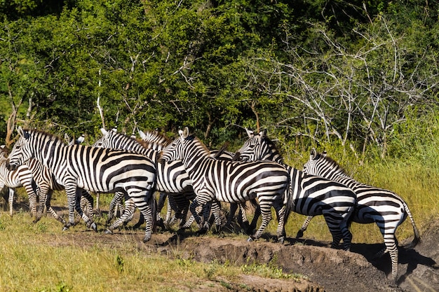 Big group of zebras in african savanna. Tanzania