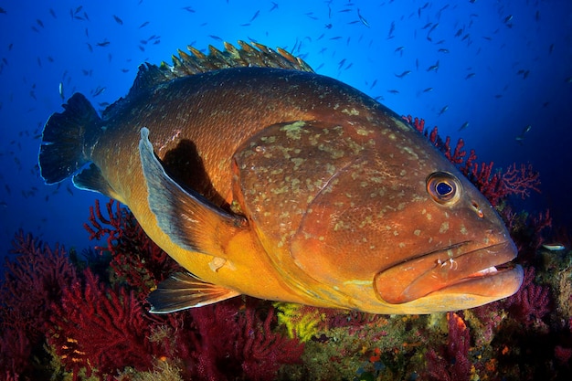 Big grouper of Medes islands