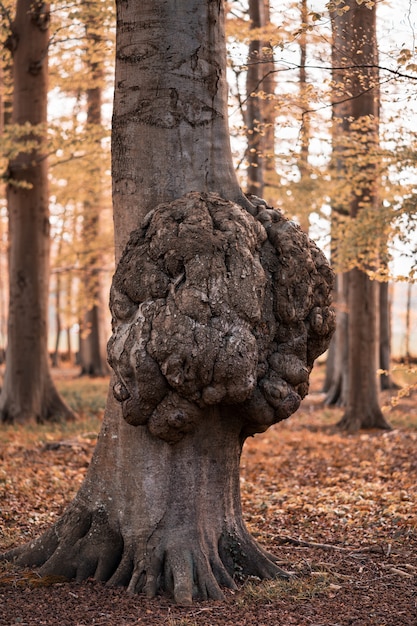 Photo big growth on a tree trunk disease of a tree bark cap