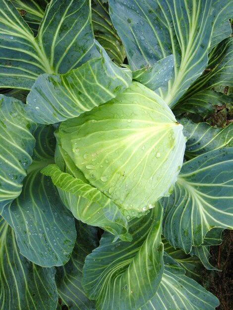 Photo big head of green cabbage