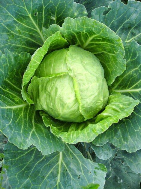 Big head of green cabbage