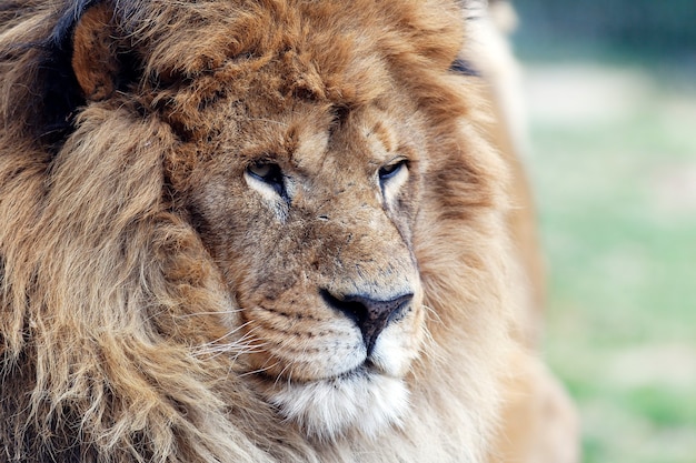 Photo big head of lion