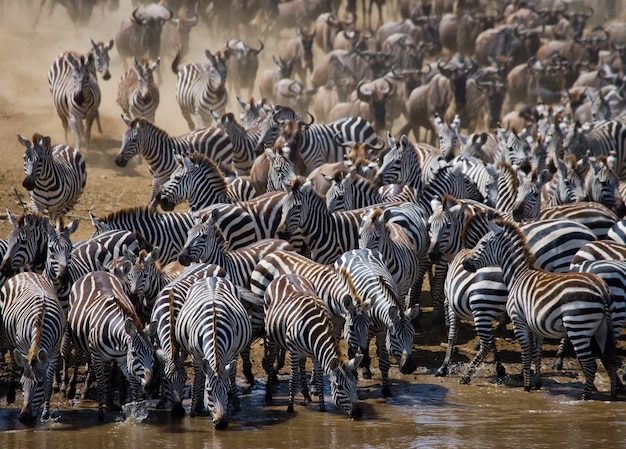 La grande mandria di gnu riguarda il fiume mara. grande migrazione. kenya. tanzania. parco nazionale masai mara.