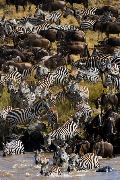 Big herd of wildebeest is about Mara River 