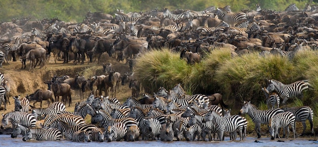 La grande mandria di gnu riguarda il fiume mara