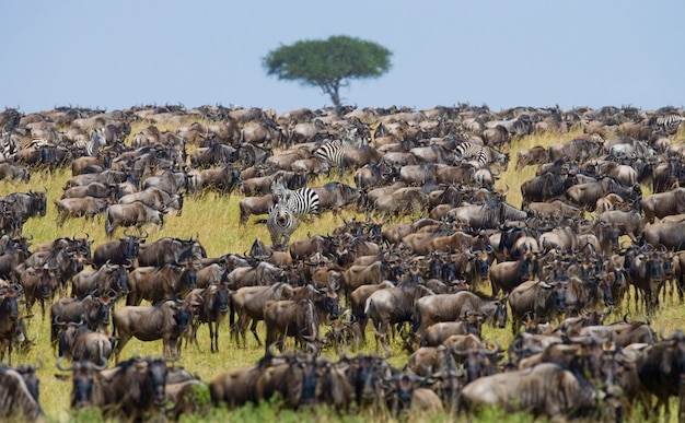 Big herd of wildebeest in the savannah. Great Migration. Kenya. Tanzania. Masai Mara National Park.