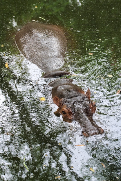 The big hippopotamus rest In the river 