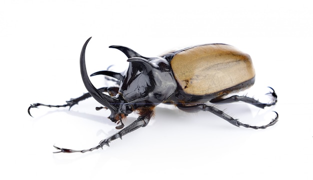 Big horned beetle on white background