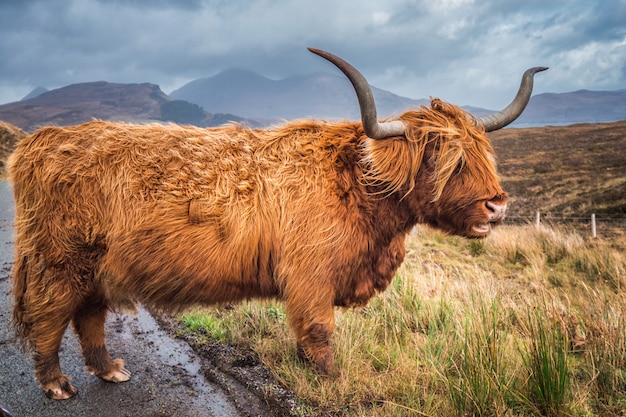 Grande mucca scozzese delle highland scozzesi