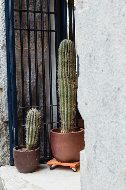 Big huge cacti background. minimalistic decoration