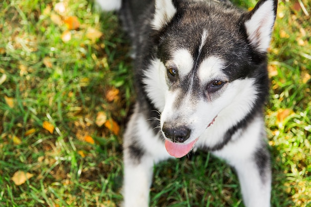 Big husky dog lying on green grass in the park. Black and white husky dog relaxing 