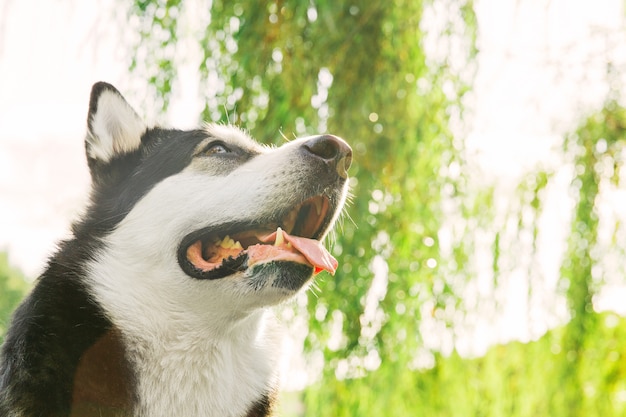 Grande cane husky nel parco. cane bianco e nero faccia di cane husky