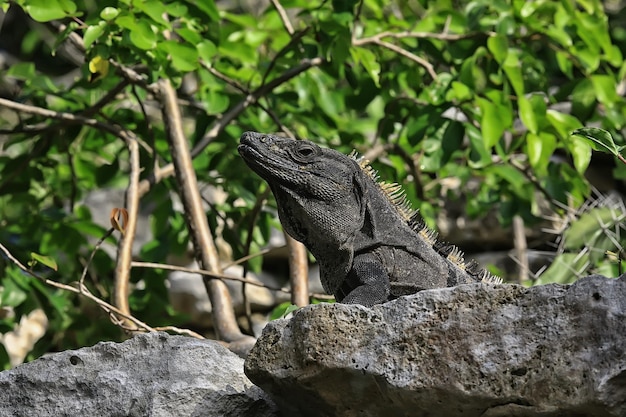 Grande iguana crogiolarsi al sole in messico, animale yucatan