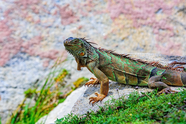 Big iguana on an nature green lizards iguana