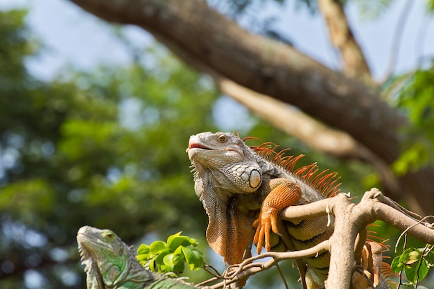 Photo big iguana