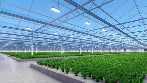 Big industrial greenhouse interior Hydroponic indoor vegetable plant factory Green salad farm Concrete floor 3D render