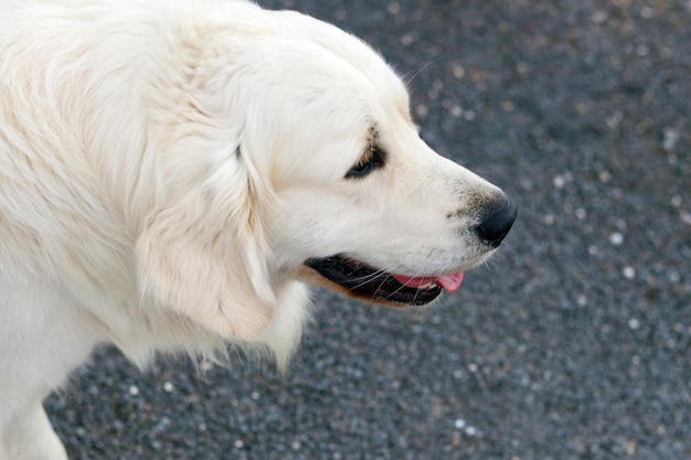 Foto grande labrador golden retriever con la bocca aperta che guarda lontano contro uno sfondo sfocato cane amichevole ritratto realistico