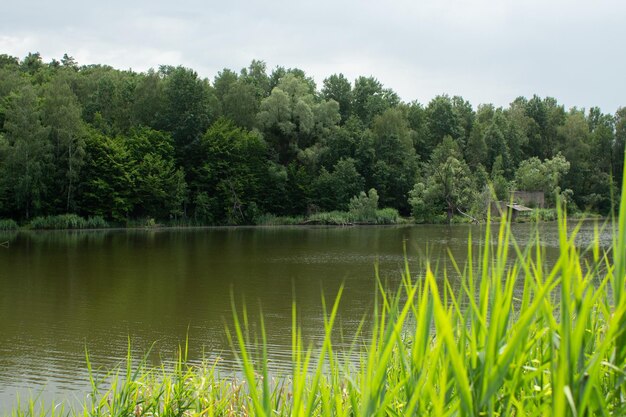 Big lake in the green forest