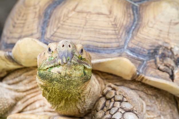 An big land turtle