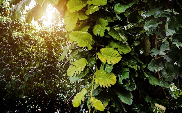 big leafe ivy housplant on giant tree in jungle