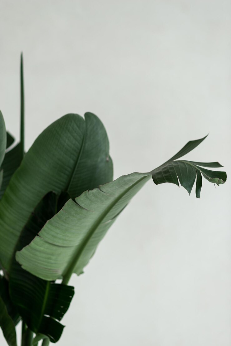 Big leafs of bananas palm plant indoors on white background Crop of big leaf of monstera in pot