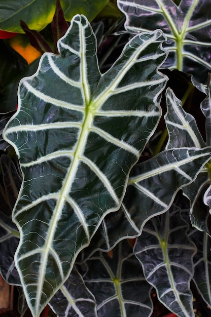 Foto grande congedo del giardino tropicale