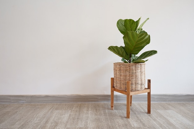 big leaves green plant in wicker basket woven on wooden floor with white wall  and space for text