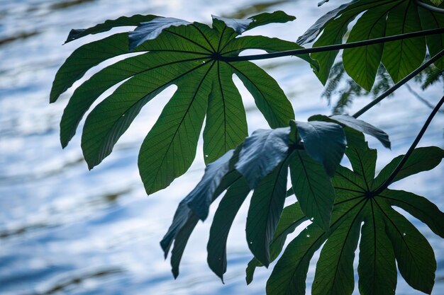 ぼやけた背景に湖を持つ植物の大きな葉 青い水と緑の植物の葉