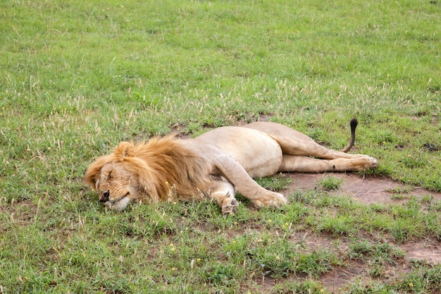 Big lion resting in the grass in the meadow