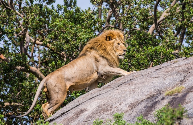 Большой лев стоит на скале