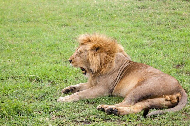 Big lion yawns lying on a meadow with grass