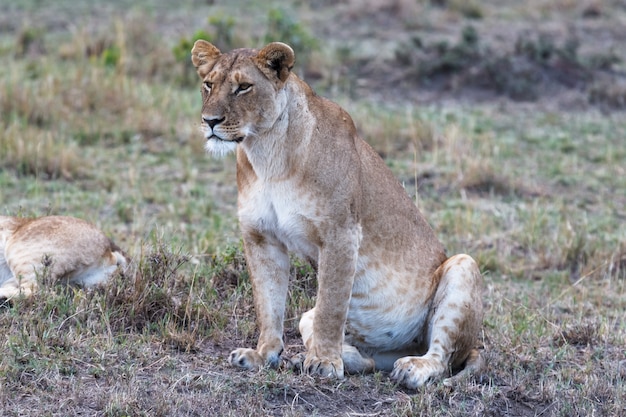 Grande leonessa guarda il punto di osservazione della savana nel masai mara kenya africa