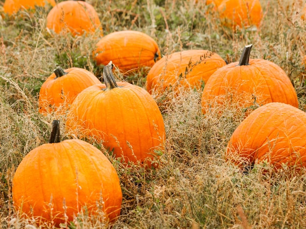 Big and little pumpkins at the pumpkin patch in aearly Autumn.