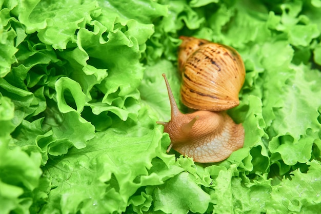 Big live snail among green leaves of lettuce