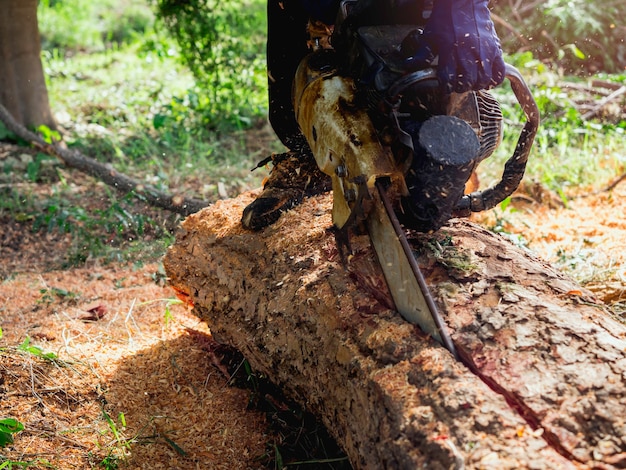 The big log, trees are being cut with old chainsaw by lumberjack worker, sawdust flying around. Man standing on the log. Chainsaw in movement cutting wood.