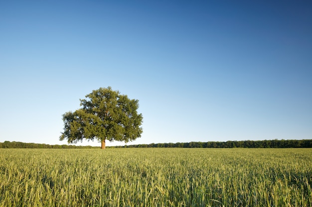 The big lonely oak tree on a green field against the blue sky.