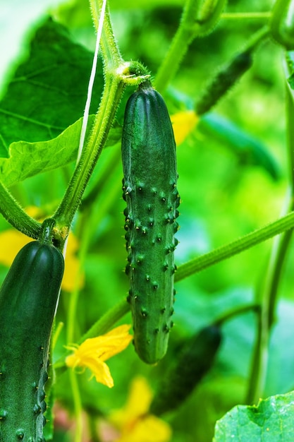 野菜パッチのクローズアップに大きな長い緑のキュウリ