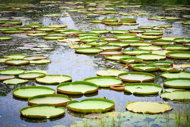 Big lotus leaf lily lotus in the poud swamp at outdoor lotus field green lotus leaf