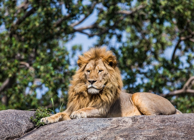 Big male lion on a big rock.